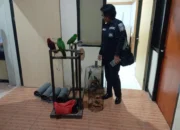 Polda Maluku Gagalkan Perdagangan Belasan Ekor Burung Dilindungi