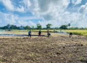 Polsek Selaru Siapkan Lima Hektare Lahan Produktif di Kepulauan Tanimbar, Perkaut Ketahanan Pangan Nasional