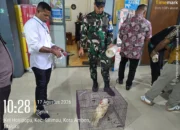Tim Gabungan Pam Pelni Kodaeral lX Sukses Gagalkan Penyelundupan Satwa Dilindungi di Pelabuhan Ambon